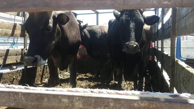 Скотный рынок Манас цены на май смотреть онлайн