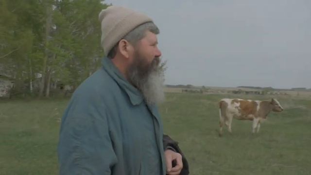 Пасьба коров до обеда.  16. 05. 2023
