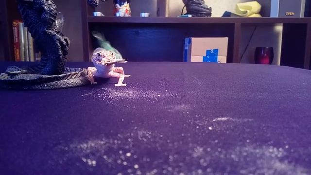 Кормим эублефаров смотреть онлайн