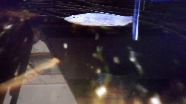 Крутые трехпалые амфиумы и необычные широкоголовые червяги московского зоопарка.Интересные существа.