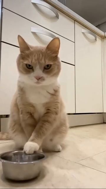 Did anyone take a good look at his ears 😲😄🤩🧩💥#Cat #Cute #Funny #Animal #shorts смотреть онлайн