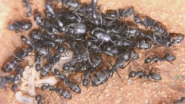 #Camponotus vagus - My new colony just arrived. смотреть онлайн