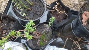Голубика после подкормки позеленела. Видно ей действительно нехватало питания.
