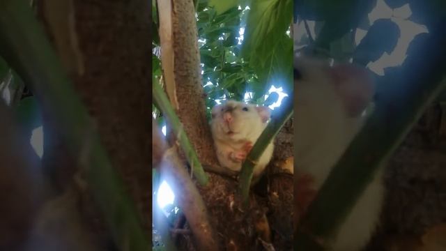акк моей сестры! крыс породы Дамбо! мой лучший друг и пузогерой!