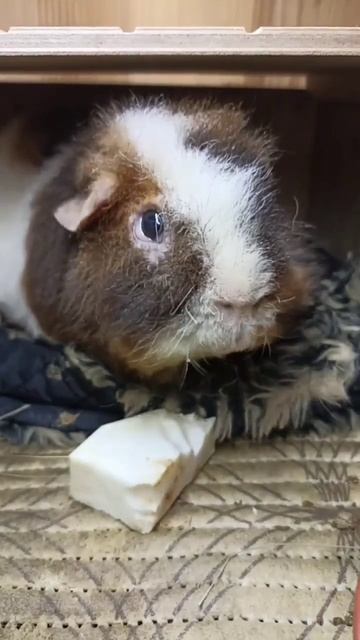 Моя найстарша морська свинка 🐹 #домашніулюбленці #морськісвинки #свинкишоу смотреть онлайн