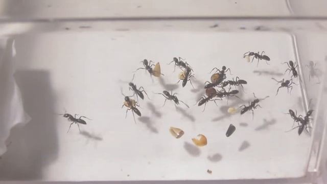 全く食べなかった種を切って与えた結果…(オオハリアリ)