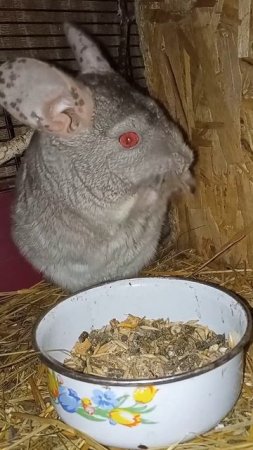Семейство шиншилл жуёт сушеные яблочки🤗