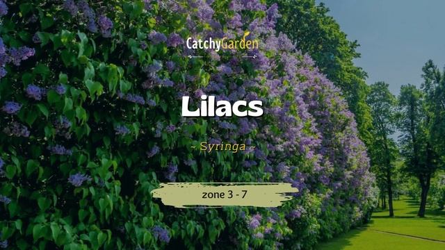 7 Best Plants for a Living Fence Hedge That Will Make Your Neighbors Jealous 🌲🌸 смотреть онлайн