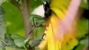 Ornithoptera goliath  1