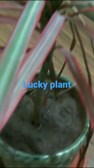 Two colours of Dracaena Colorama plantहर घर म हन चहए शभ पध youtubeshortvideo