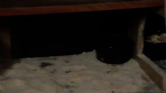 Пушистые панки. смотреть онлайн