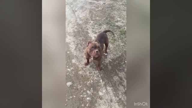 Кобель Тайсон 1 год, продам!!! #булли #буллипокет #продажа #puppy #dog #питомниксобак #bully смотреть онлайн