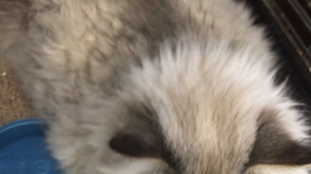 Пенка смотреть онлайн