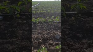 Виращевание перца полет