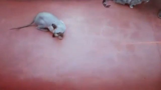 Москванариум и Фелинариум :3 смотреть онлайн