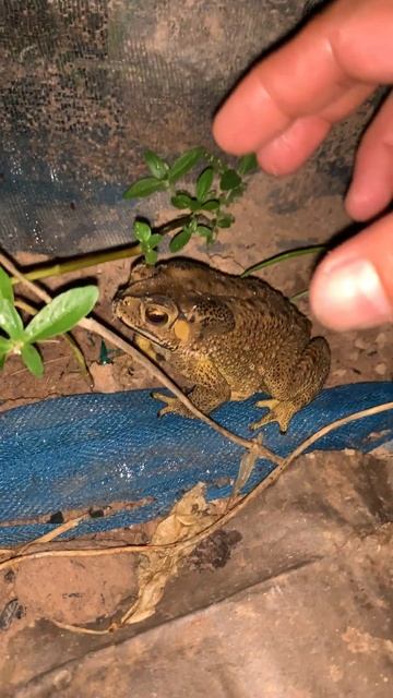 Toad frog daily life # #toads #animal #virallife #wildlife #frog #amazinganimals #nature #shorts смотреть онлайн