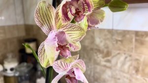 Новые орхидеи и роспуски 🤍🤍🤍🦋 #орхідеї #орхидеибабочки