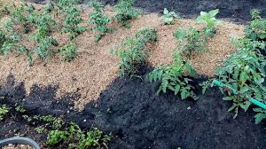 Помидоры Мульчирую Опилками из Курятника. в Открытом Грунте .  29 июня 2021г.