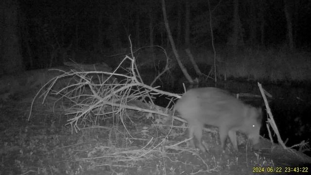 Кабан ночью - 2024.06.22 смотреть онлайн