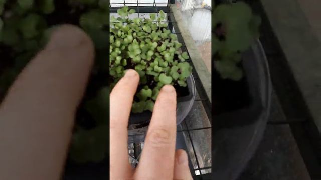 Seed Starting & "Greenhouse" tour; Review of Lee Valley Seed Starter kit (Mar 16/21) смотреть онлайн