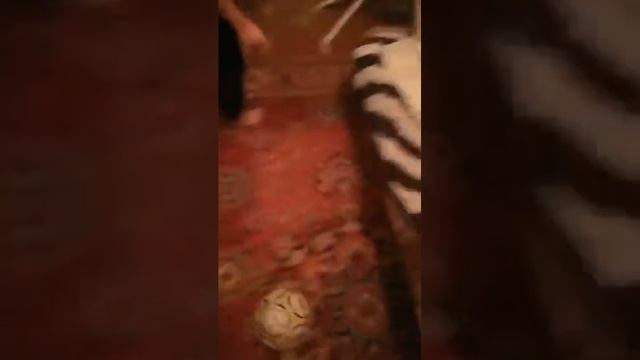 смотрю с лаймы своей плимянице смотреть онлайн