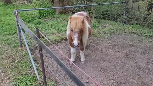 Маленькая лошадка. смотреть онлайн