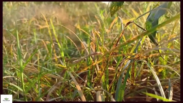 తుంగ నివారణ cyperus rotundus thunga jathi kalupu nivarana thunga nivarana thunga kalupu nivarana смотреть онлайн