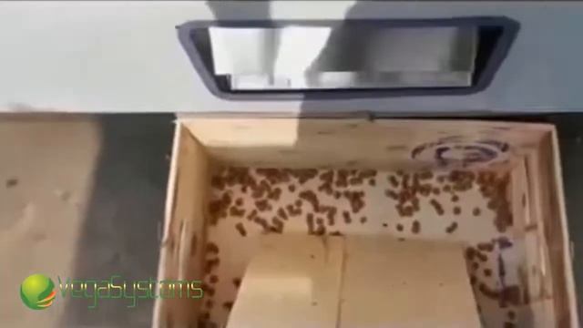 Удаления косточки 300 кг в час Vega HCP 3000 смотреть онлайн