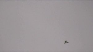 Тедди+Камагар Сегодняшний 6:35 Шугнул, 14:46 Сели,Голуби,Teddy+Kamagar Pigeons!!!