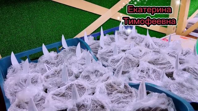 #дачные_разговоры_с_ЕТ На видео показываю свои посевы на 17.04.25 год, полки, фитолампы.