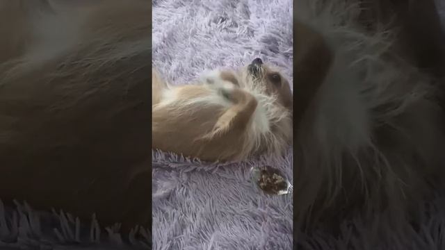 Собаки тоже не любят принимать лекарство) смотреть онлайн