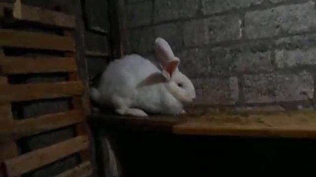 калифорнийская белая смотреть онлайн