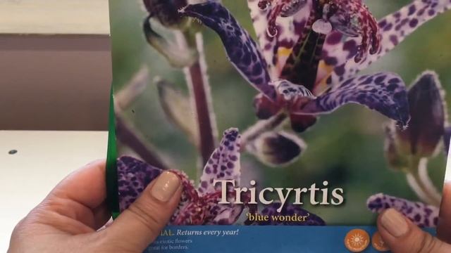 Walmart Summer Flowers Bulb Haul - March 2020 смотреть онлайн