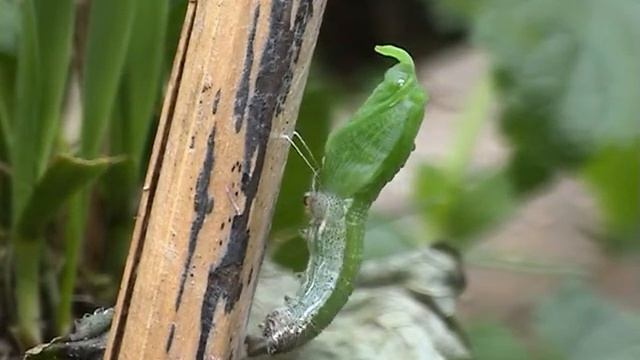 Orange tip larva смотреть онлайн
