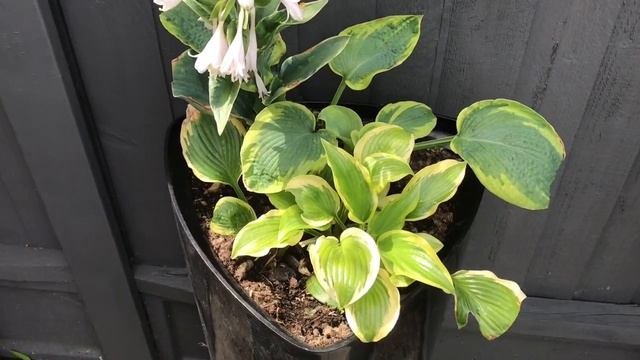 Garlic Wash Results // Slugs & Snails // Did It Work?