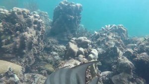 Atlantic Spadefish