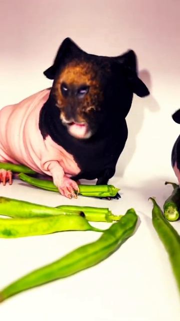 Guinea pig кушают фасоль смотреть онлайн