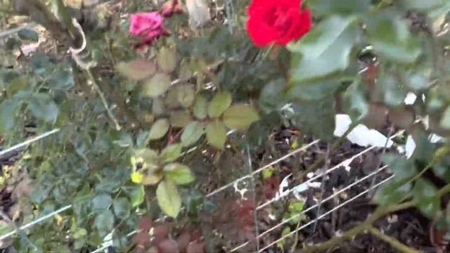 Flowers on the farm Jasmine , roses, aloe in bloom, African violets mums смотреть онлайн