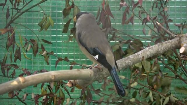 Maskenkernbeißer (Eophona Personata).Teil 2. смотреть онлайн