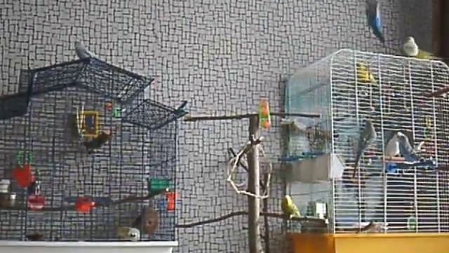 большой гулям смотреть онлайн