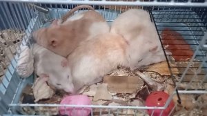 Очень милые крысы спят вместе 🐭🐭🐭🐀🐀🐀