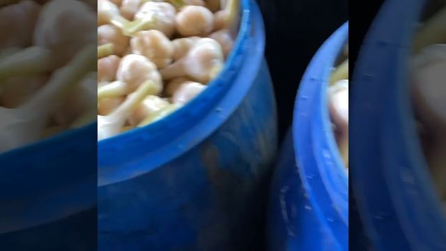 Чеснок соленый смотреть онлайн