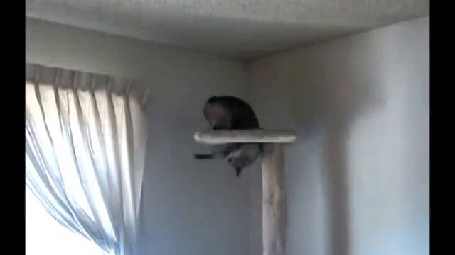 Кот акробат. Новый трюк смотреть онлайн