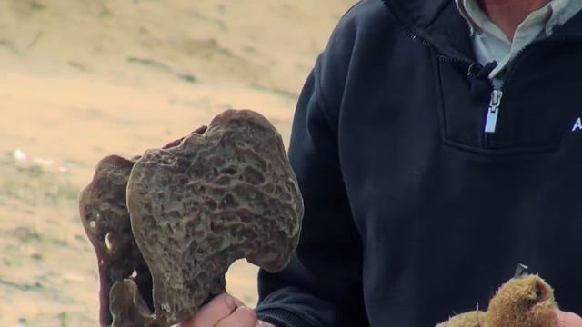 Wildlife Wanderings - Rock pools Ep 9 - Beach Sea Dragon, Sea Urchin, Sea Sponge, and more
