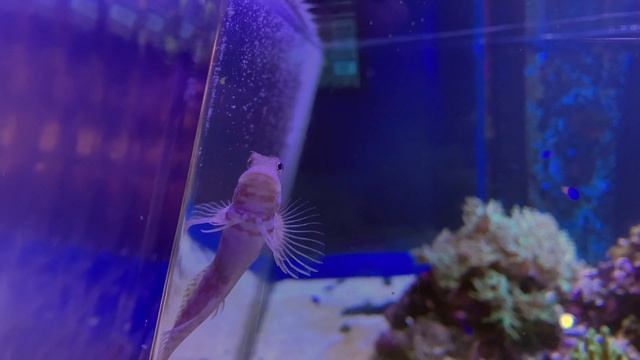 ヤエヤマギンポ　Jewelled blenny　Salarias fasciatus смотреть онлайн
