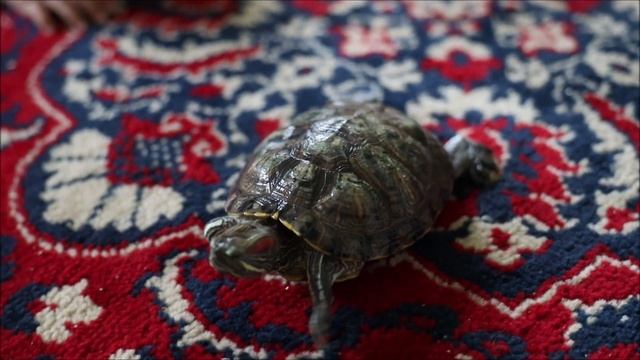 Черепаха Анатолий смотреть онлайн