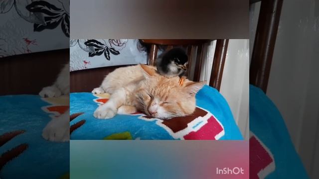 Котик та півник
