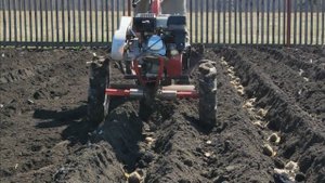 Посадка картофеля под мотоблок