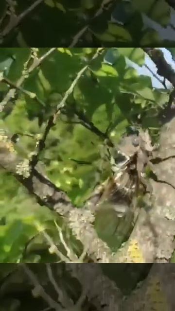 Цикада смотреть онлайн