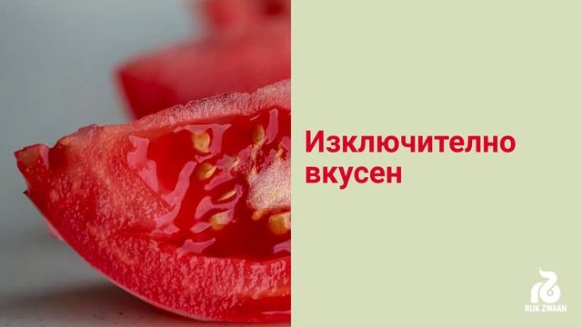 Розов Домат MANUSA RZ от Rijk Zwaan смотреть онлайн